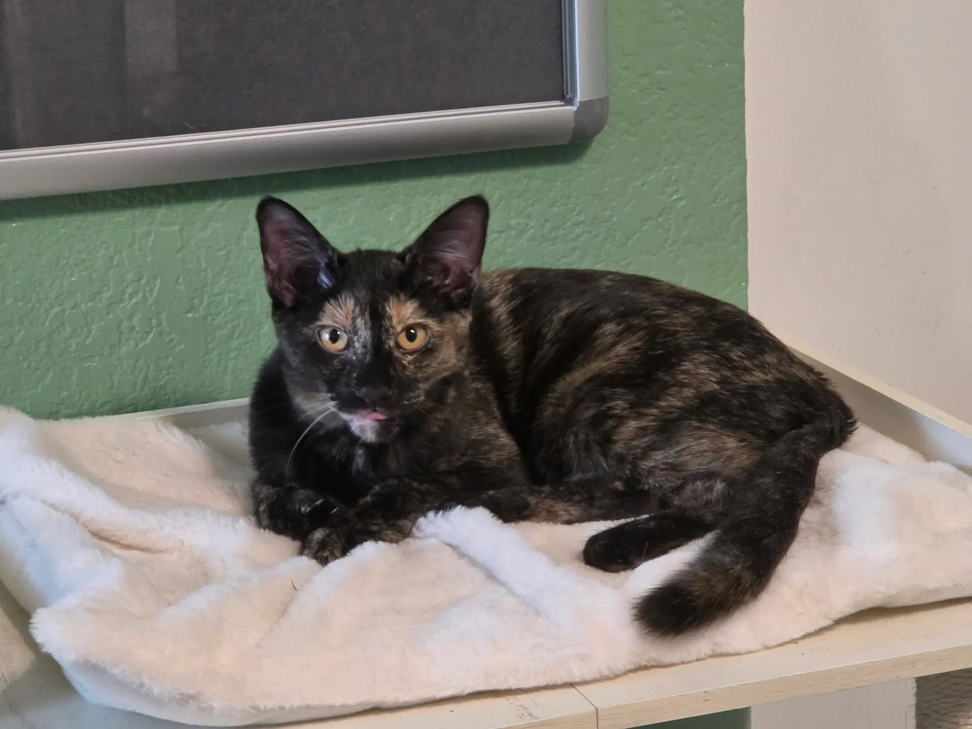 Moonlight - Domestic Short Hair