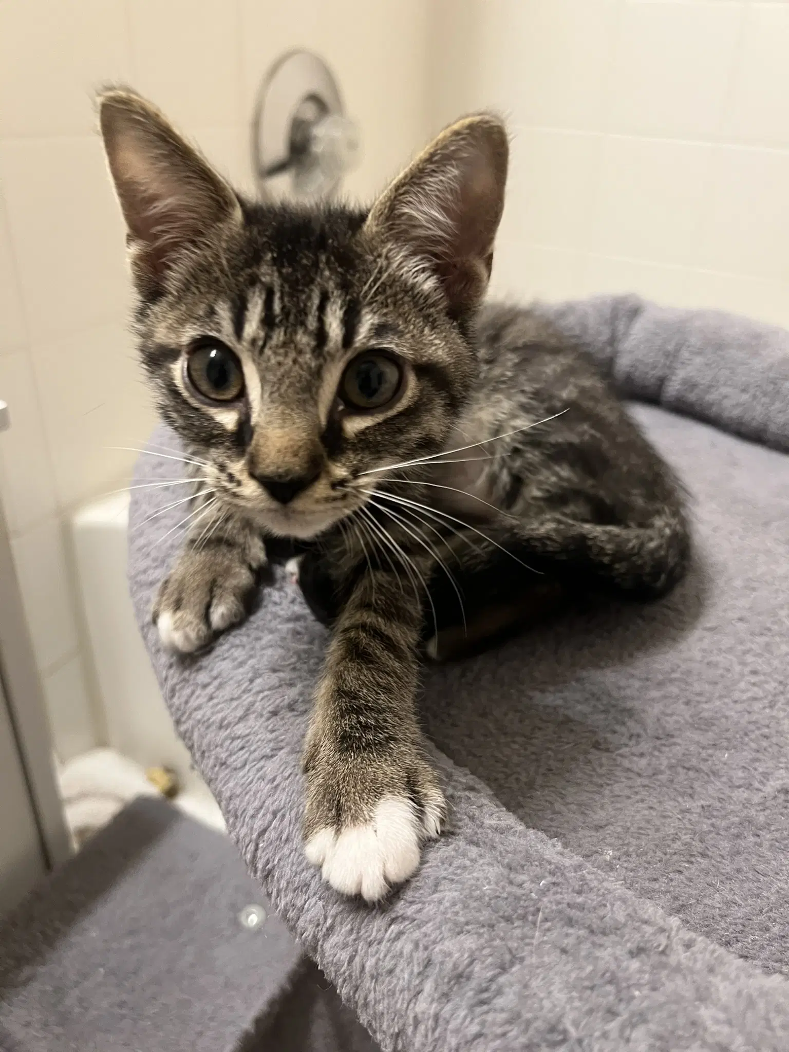 Sweet Chili - Domestic Short Hair