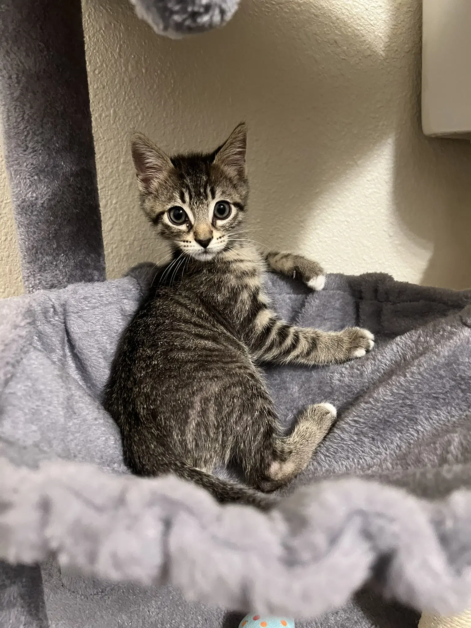 Pepper - Domestic Short Hair