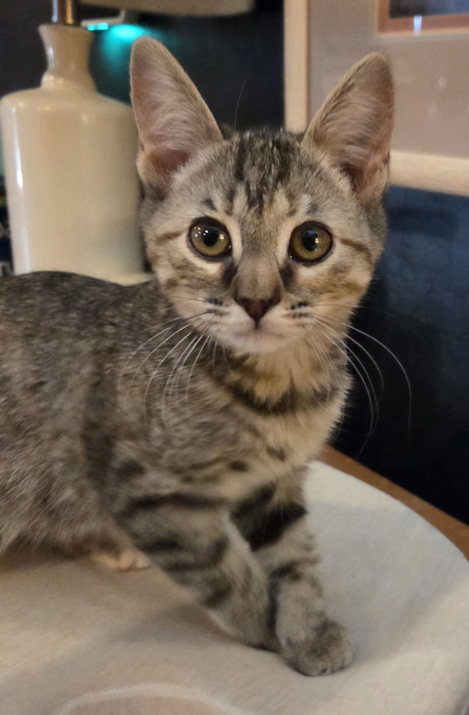 Linda, Domestic Short Hair