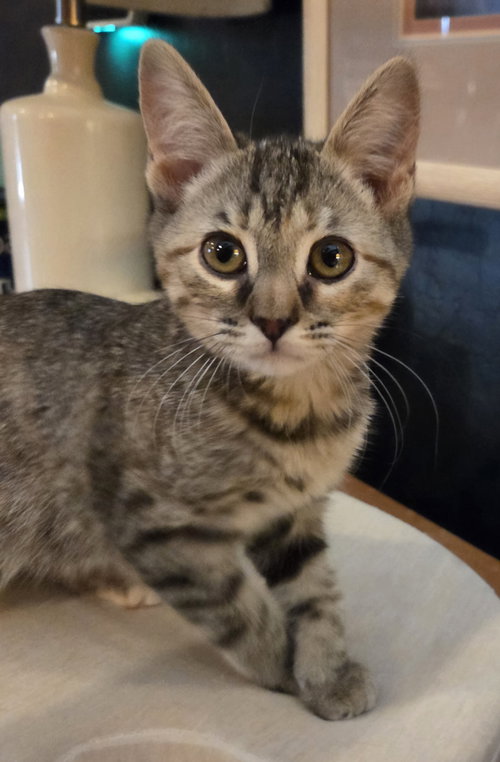 Linda, a cat for adoption from Kneading Kitty's Rescue