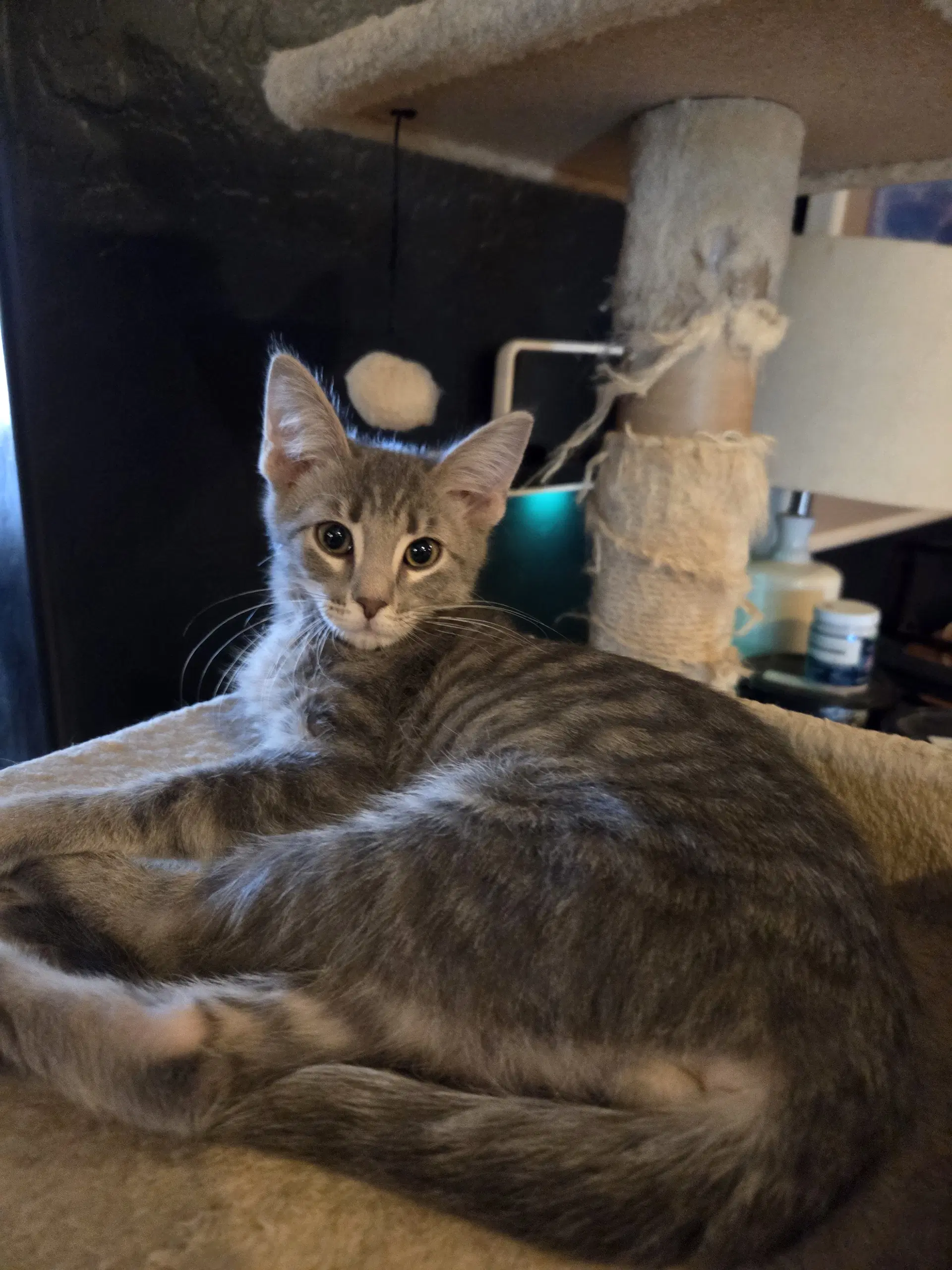 Paul - Domestic Short Hair