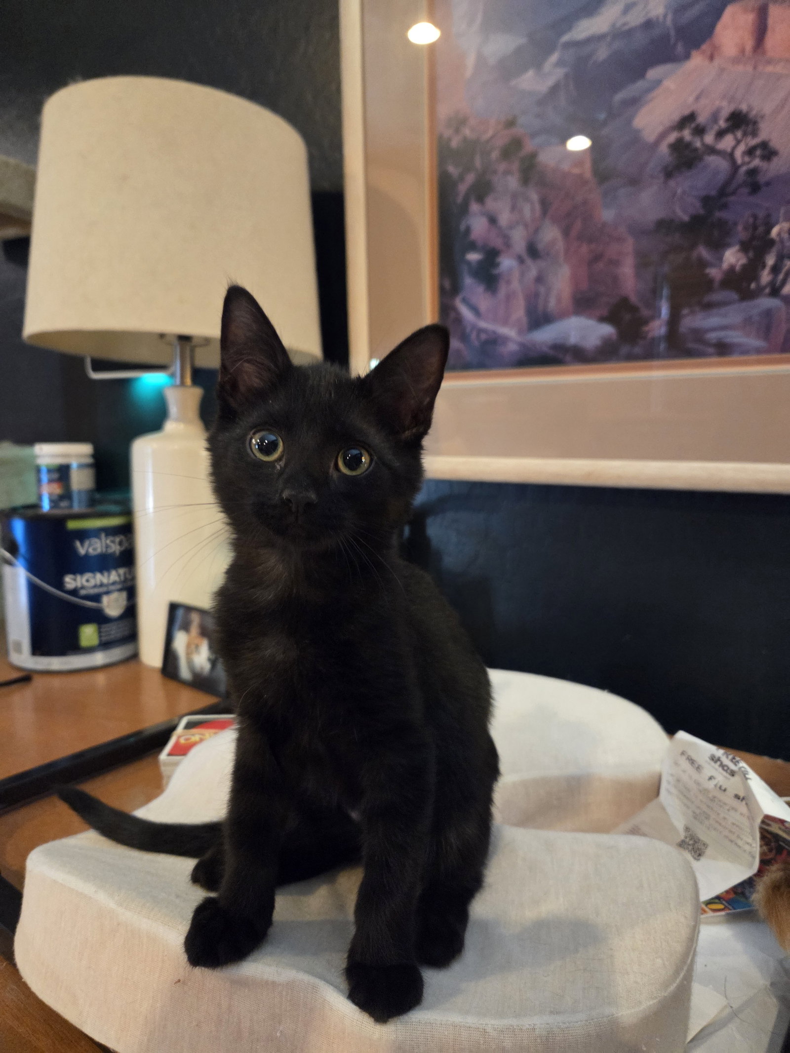 Yoko, Domestic Short Hair