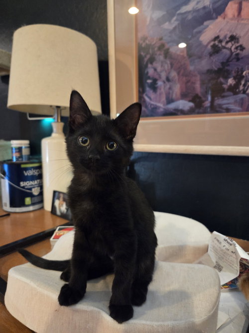 Yoko, a cat for adoption from Kneading Kitty's Rescue