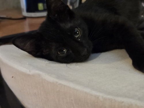 Photo 2 of Yoko