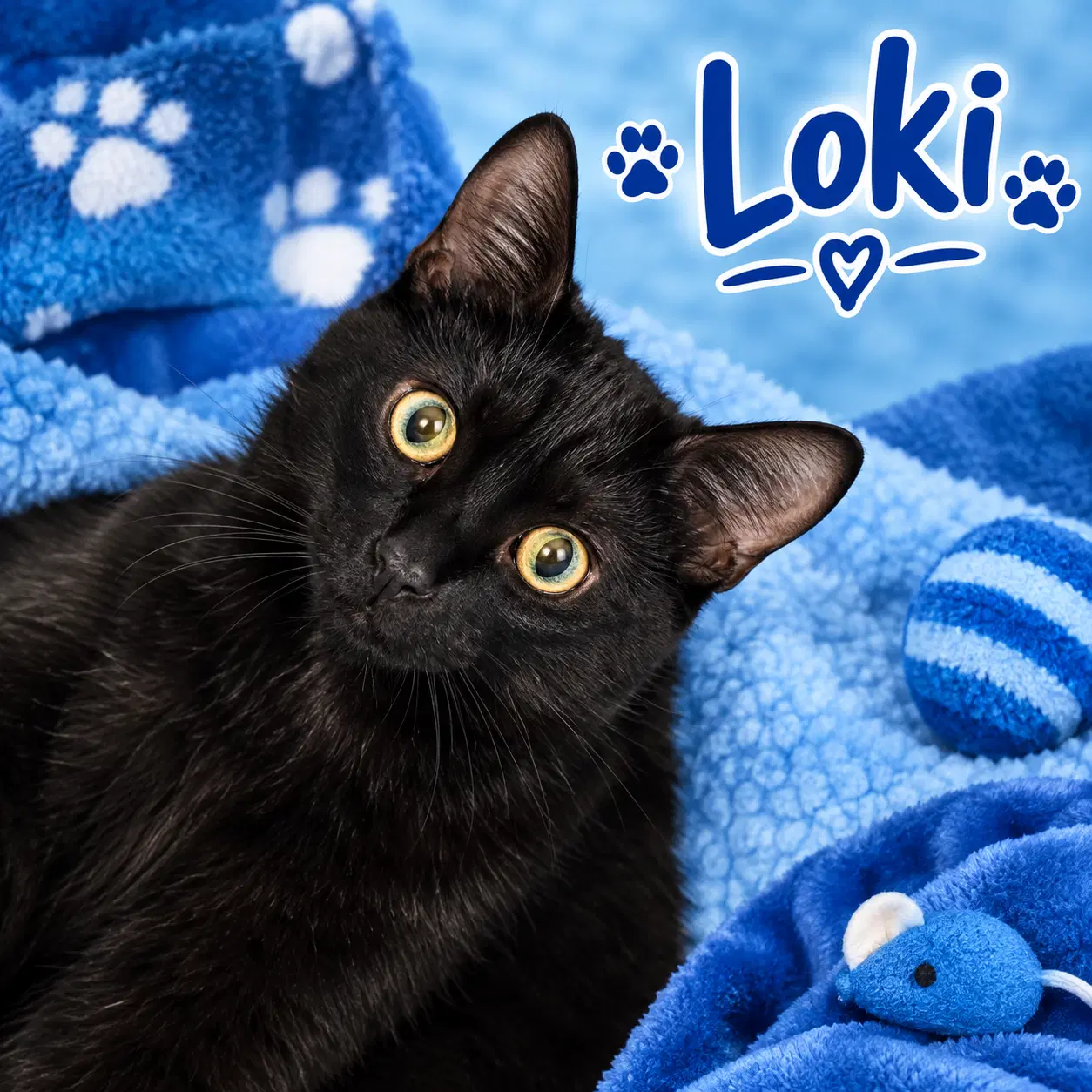 Loki - Domestic Medium Hair