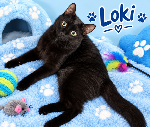 Photo 3 of Loki