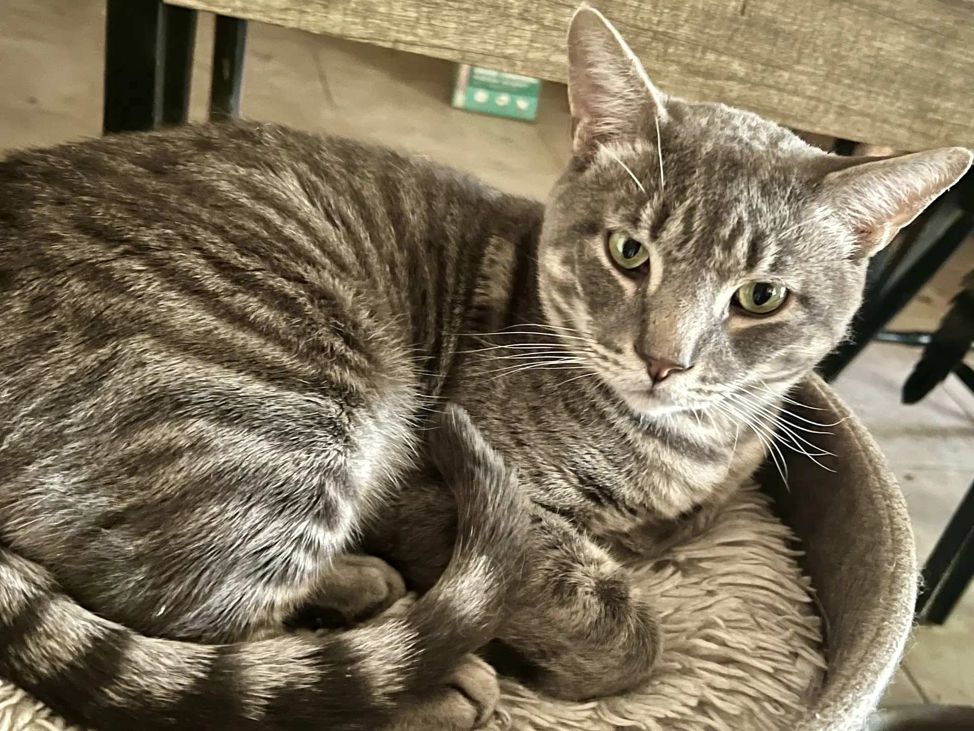 Dexter Fiv - Domestic Short Hair