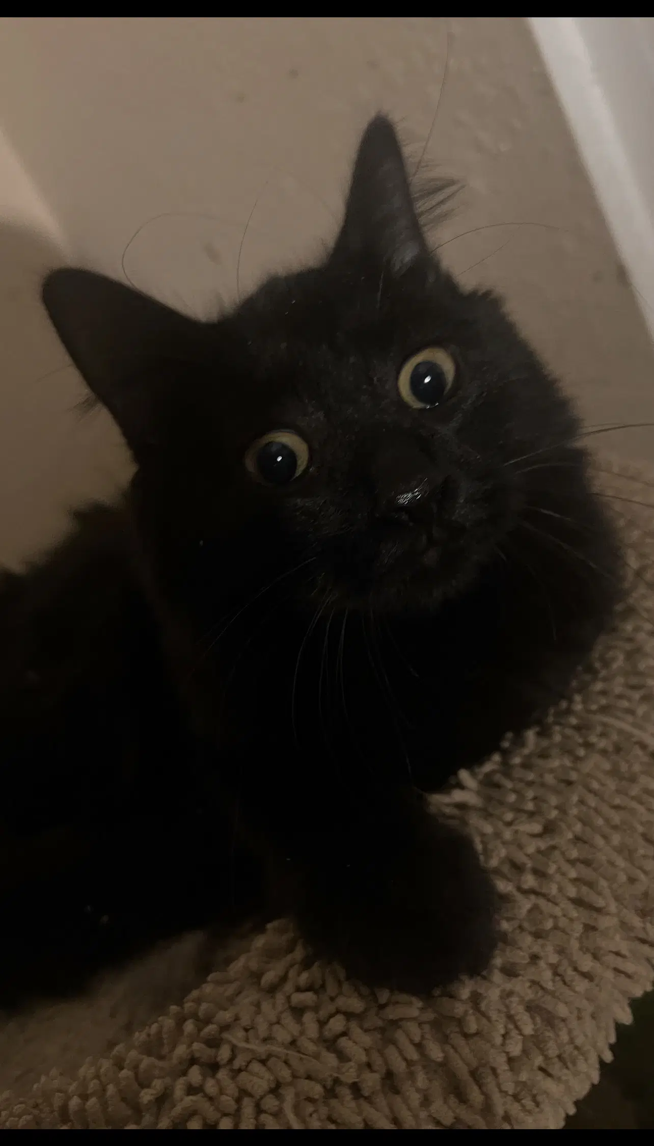Stevie - Domestic Long Hair