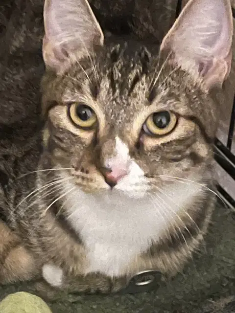 Bella - Domestic Short Hair