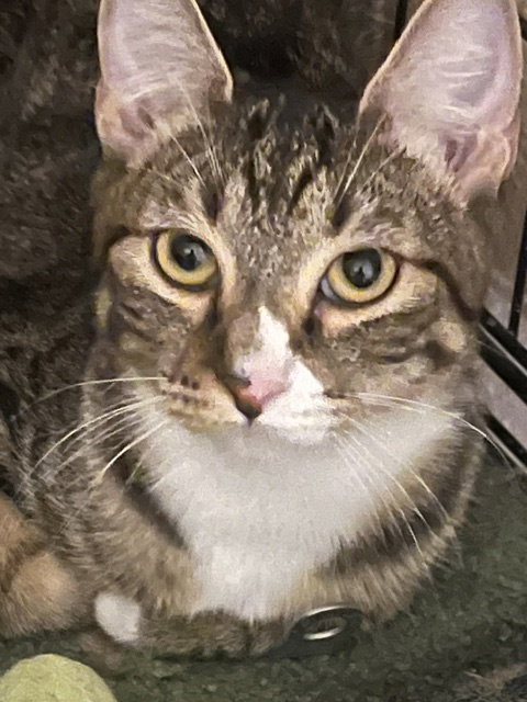 Bella, Domestic Short Hair (short coat)
