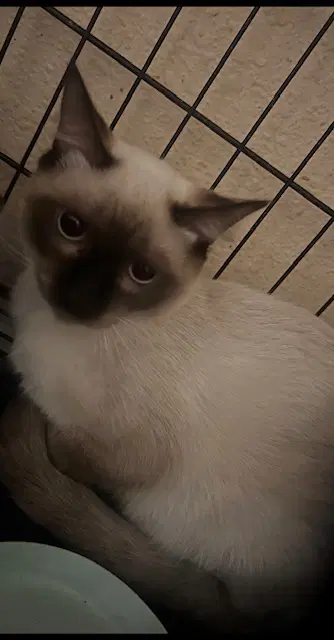 Sashimi - Siamese