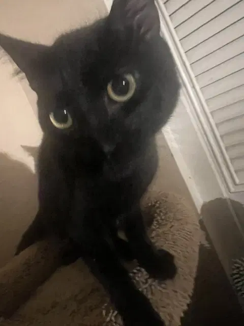 Shapiro - Domestic Short Hair