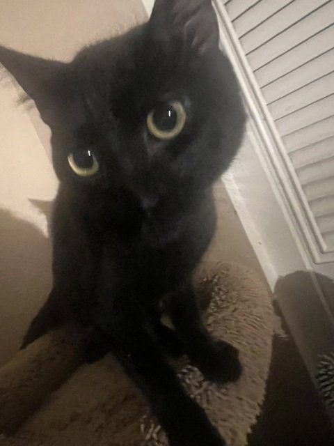Shapiro, Domestic Short Hair (short coat)