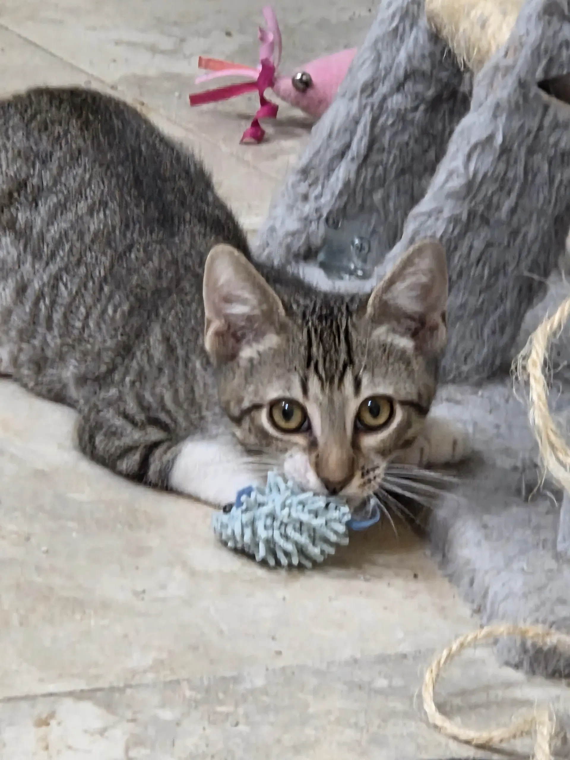 Dylan - Domestic Short Hair