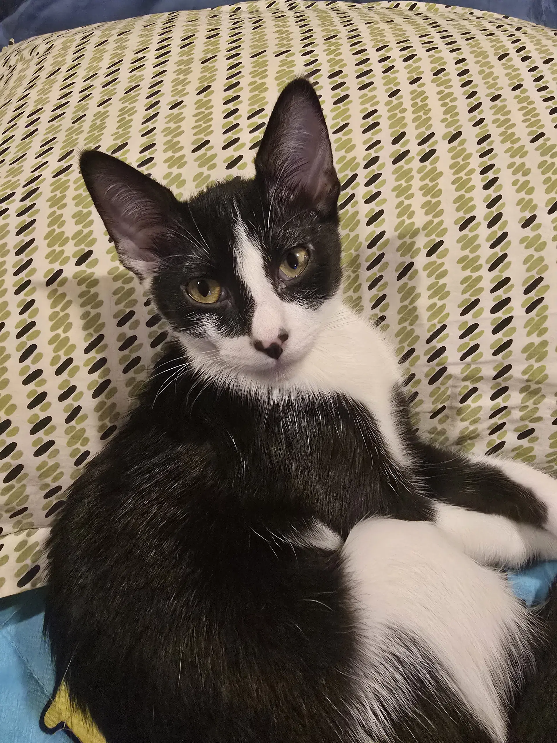 Bowie - Domestic Short Hair