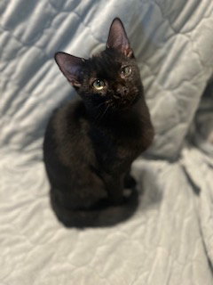 Uno, Domestic Medium Hair (medium coat)