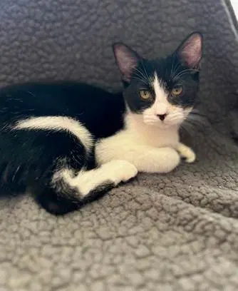 Rocio - Domestic Short Hair