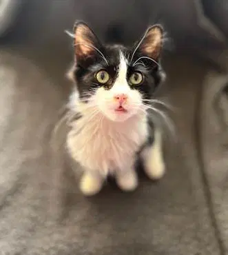 Chase - Domestic Long Hair