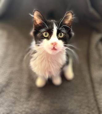 Chase, Domestic Long Hair / Tuxedo (long coat)