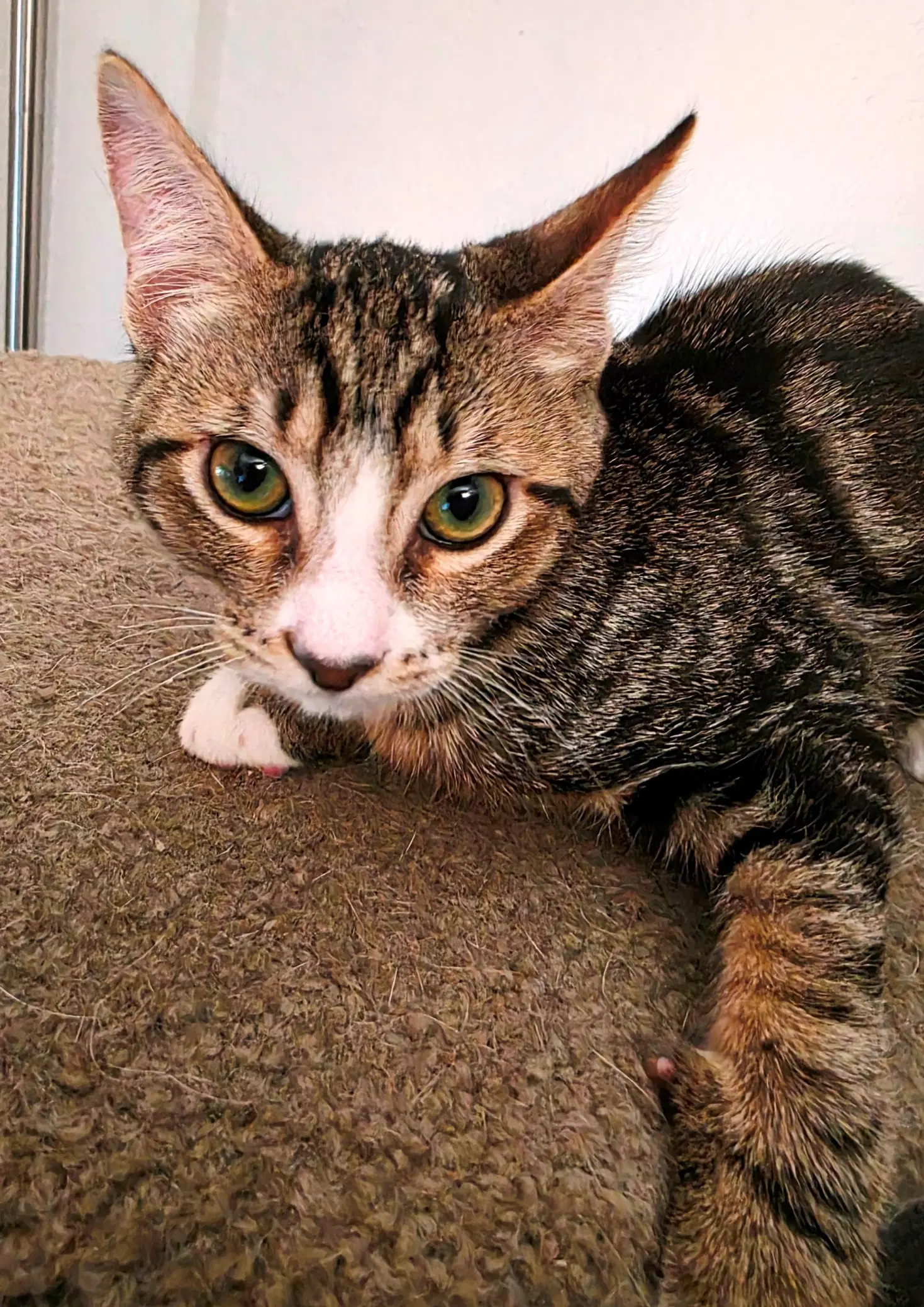 Brooks - Domestic Medium Hair