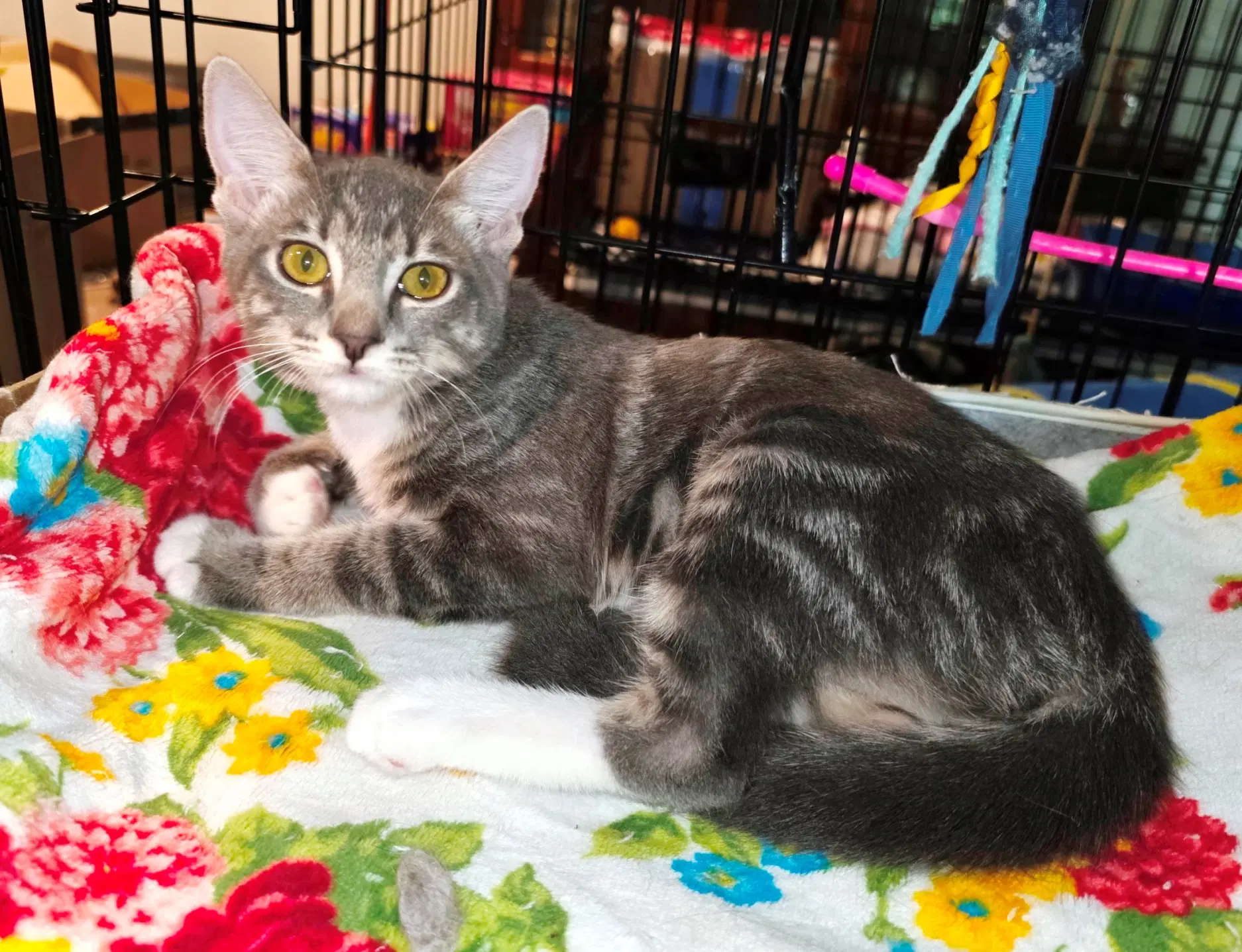 Mint image 2
