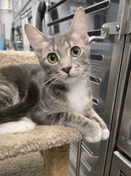 Mint, a cat for adoption from Kneading Kitty's Rescue