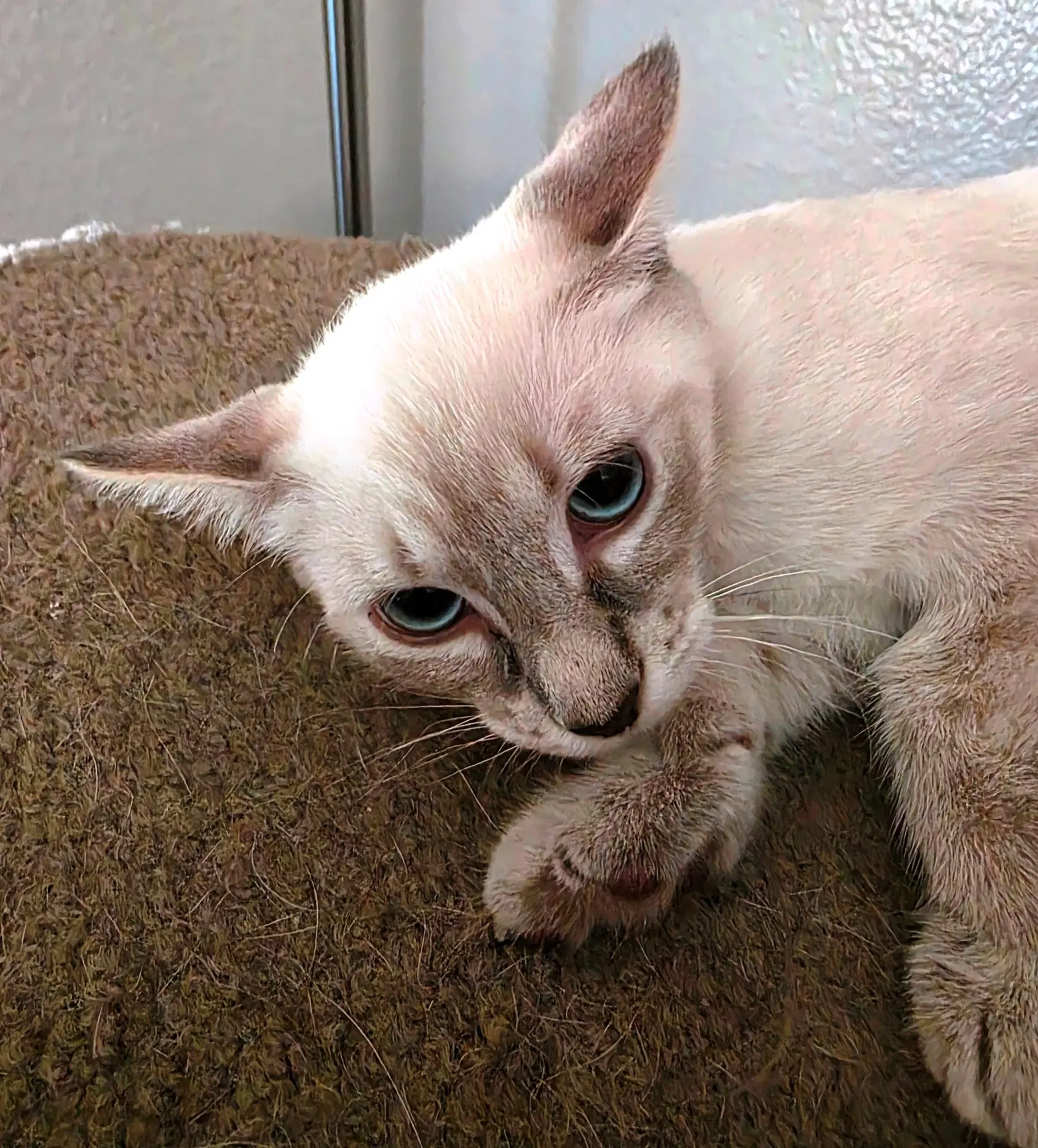 Mocha - Domestic Short Hair