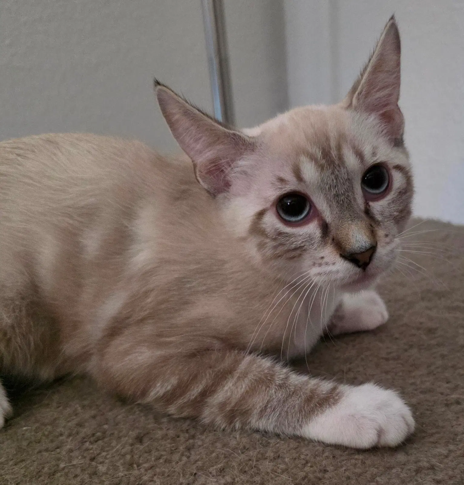 Jasper Sleek - Domestic Short Hair