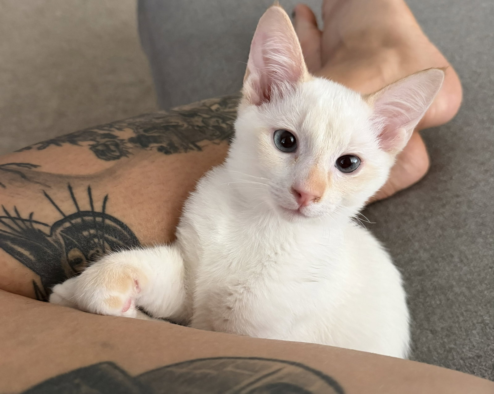 Shawn, Siamese