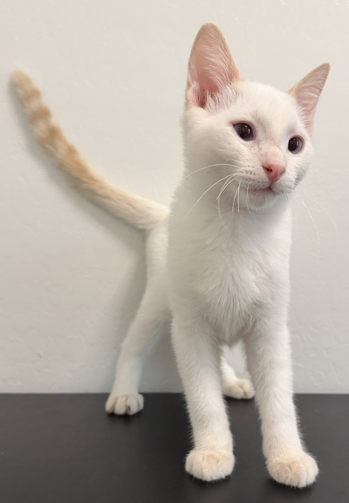 Marlon, Siamese
