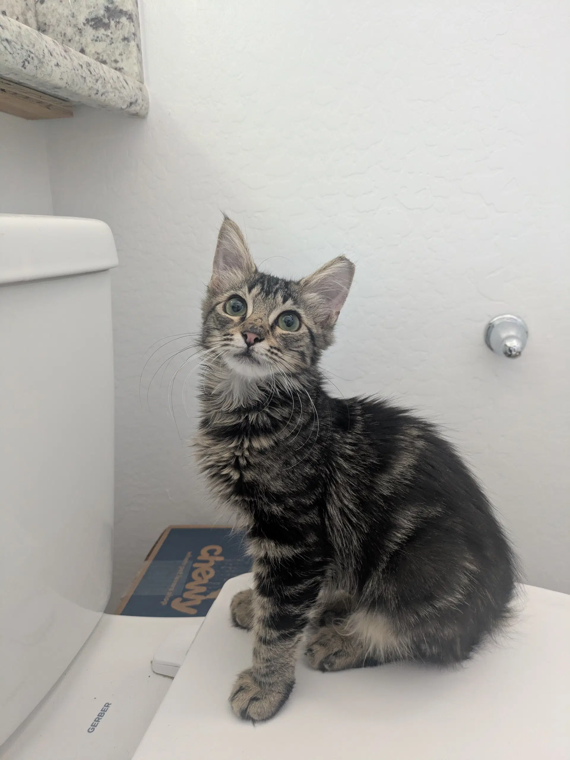 Purrsephone image 2