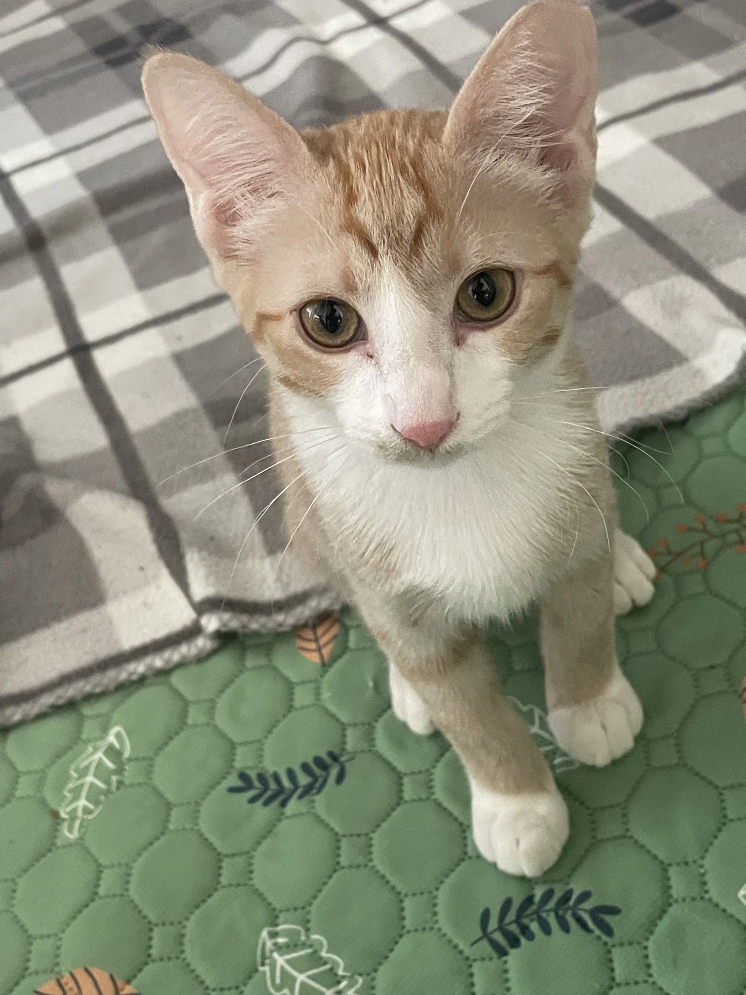 Nala