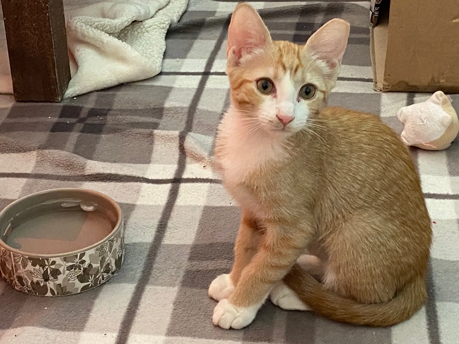 Nala image 4