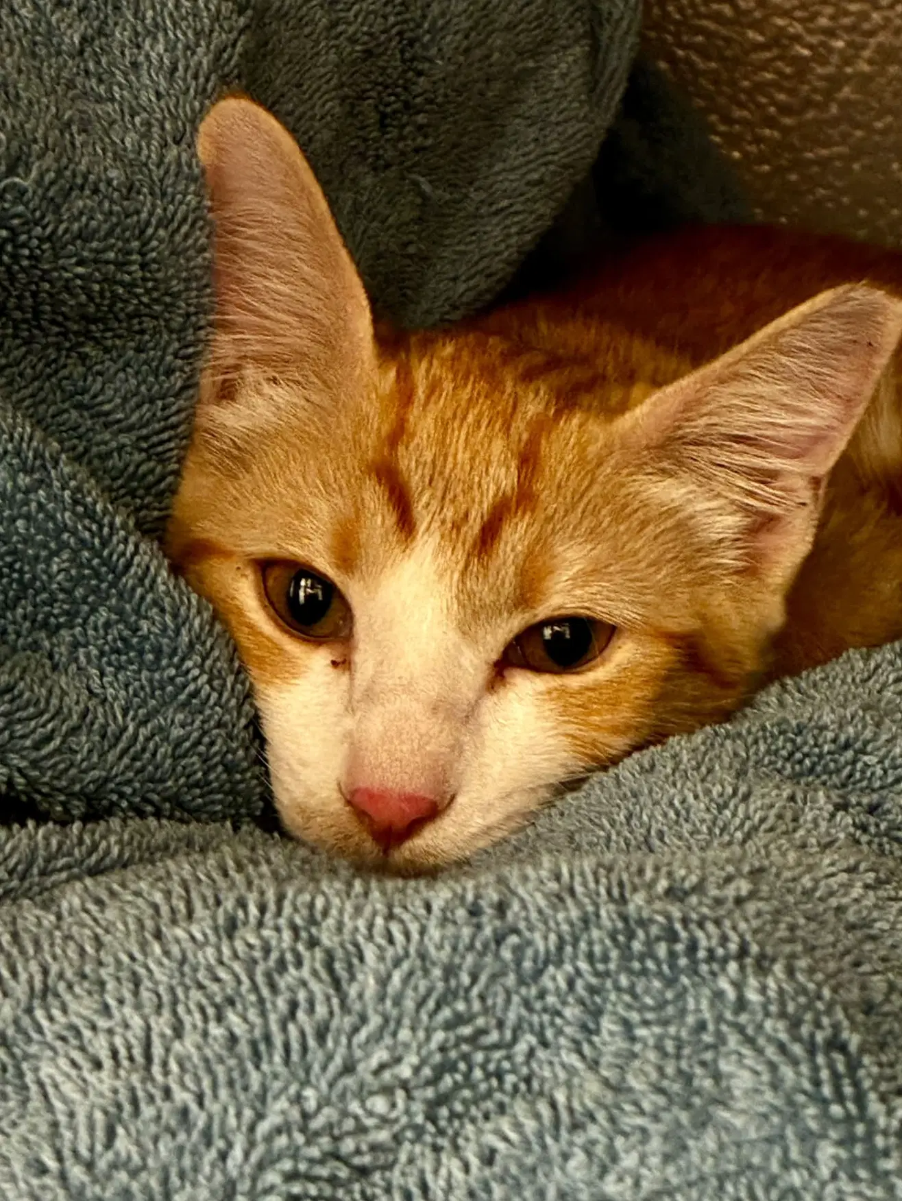 Nala image 2