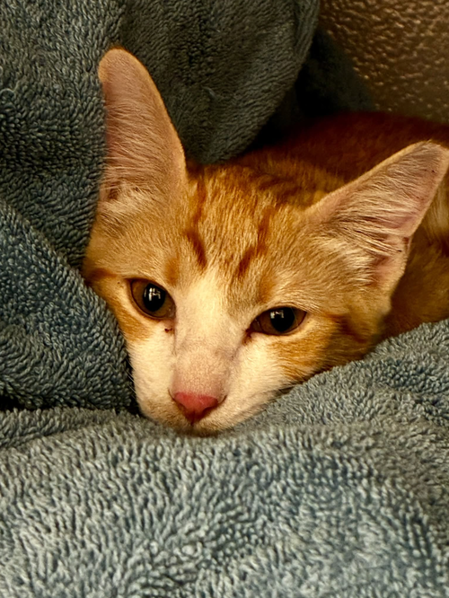 Photo 2 of Nala