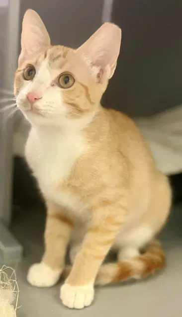 Nala image 3