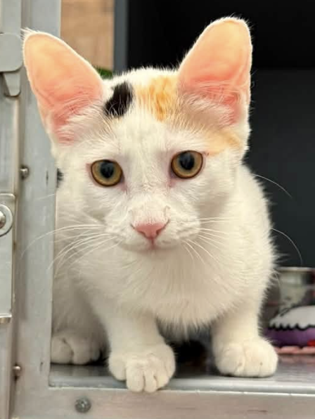Harlequin, a cat for adoption from Kneading Kitty's Rescue