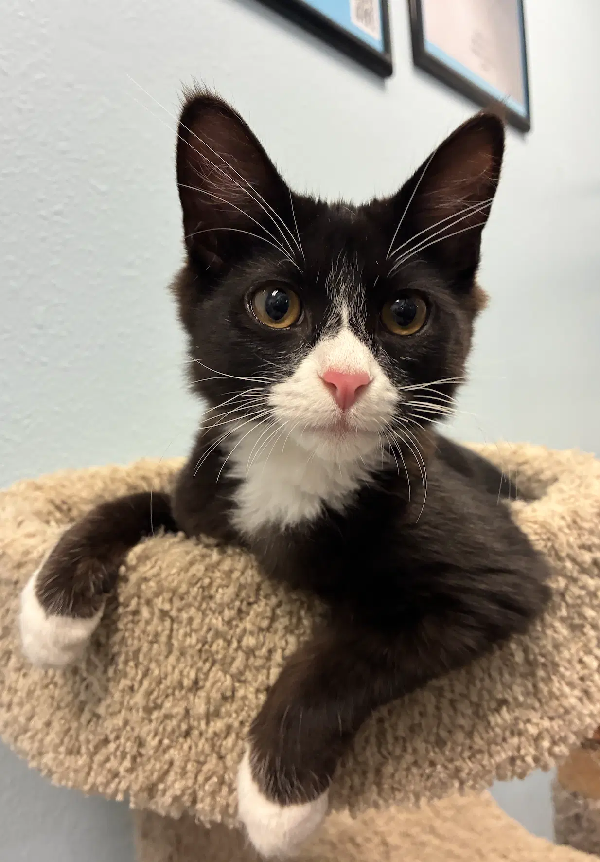 Arthur - Domestic Medium Hair