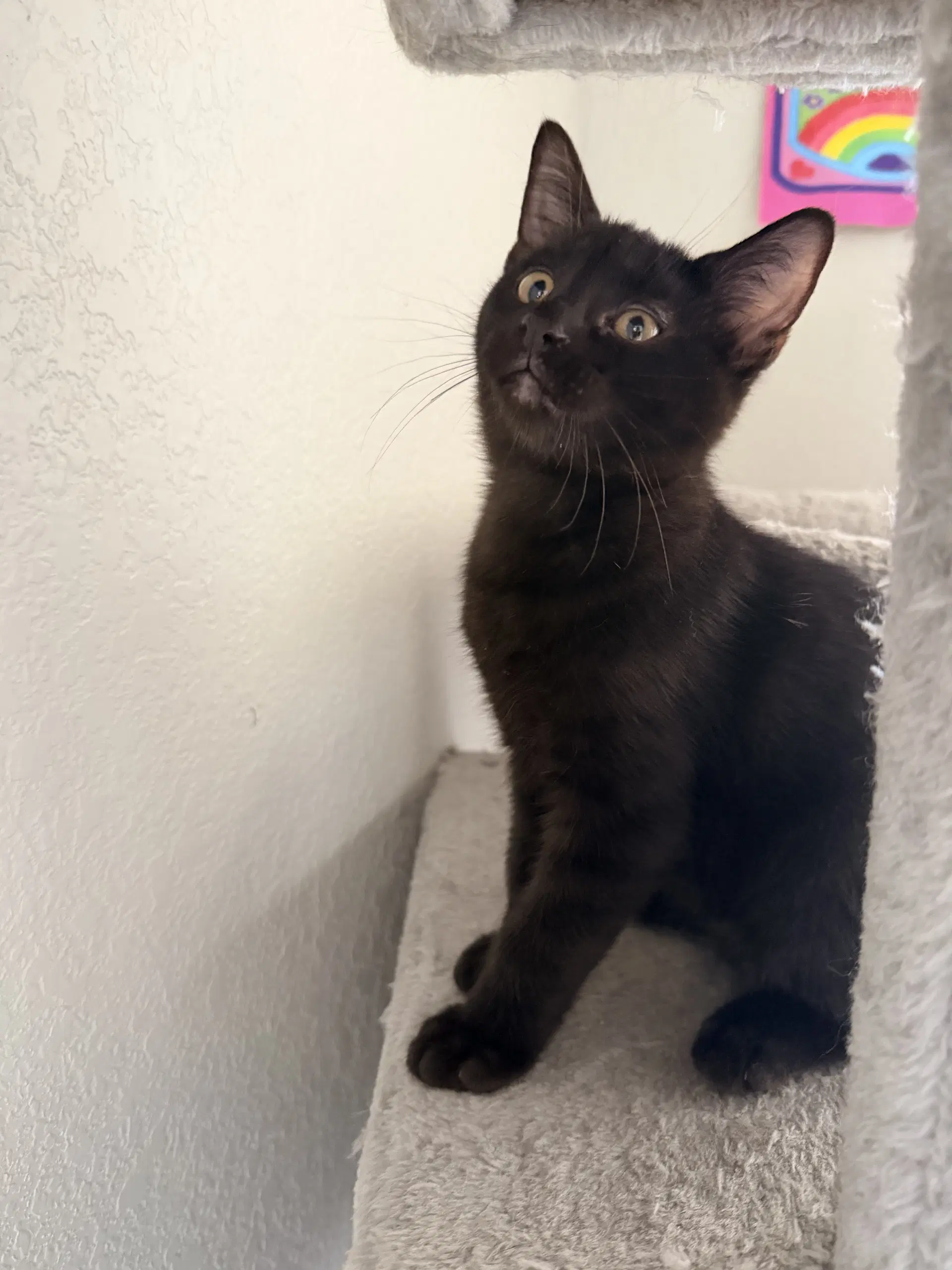 Bucees - Domestic Short Hair