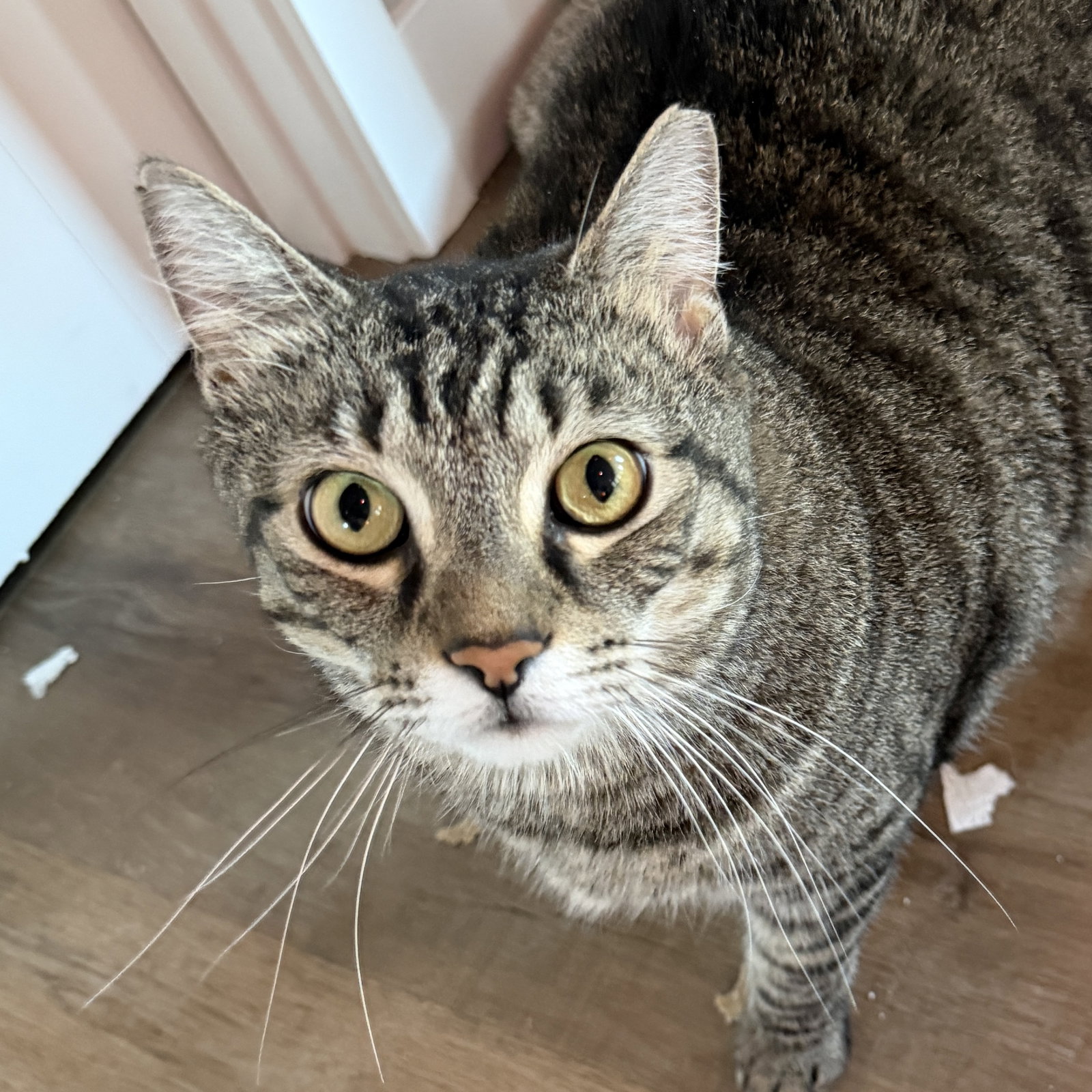 Momma, Domestic Short Hair
