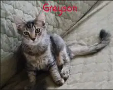 Greyson - Domestic Short Hair