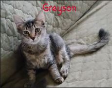 Greyson, a cat for adoption from Kneading Kitty's Rescue