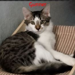 Gunner, a cat for adoption from Kneading Kitty's Rescue