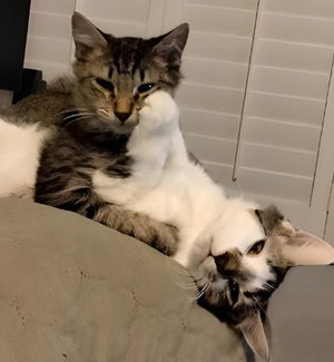 Gunner, photo 4