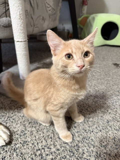 Butterscotch, Domestic Medium Hair (medium coat)
