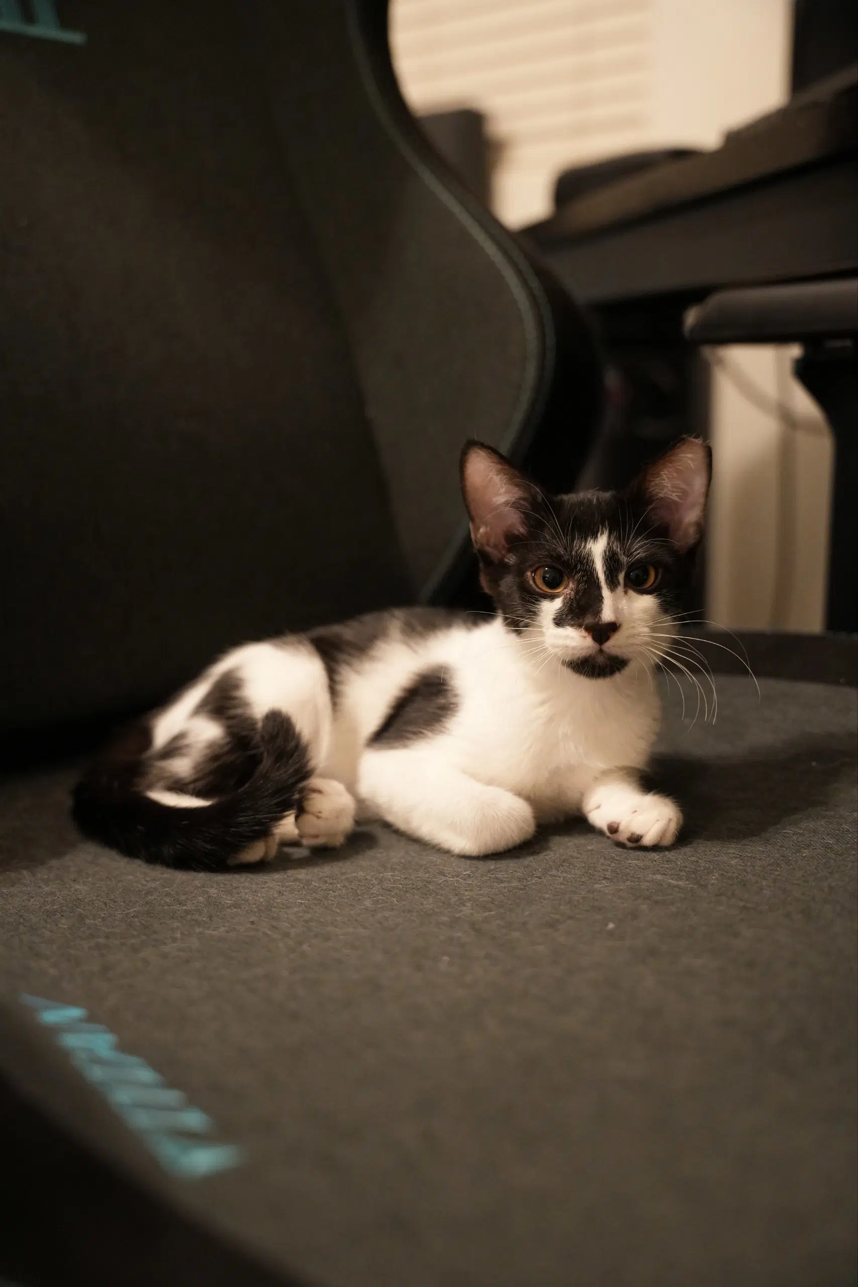 Dale - Domestic Short Hair