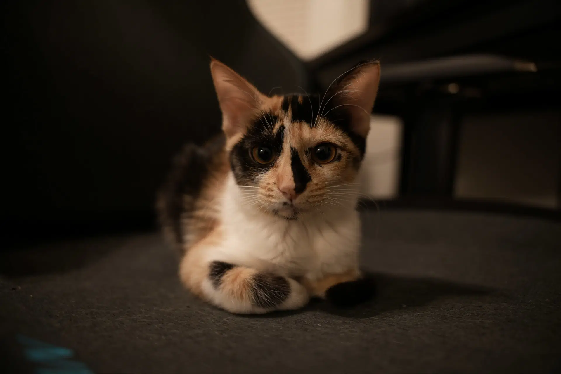 Delphine - Domestic Short Hair