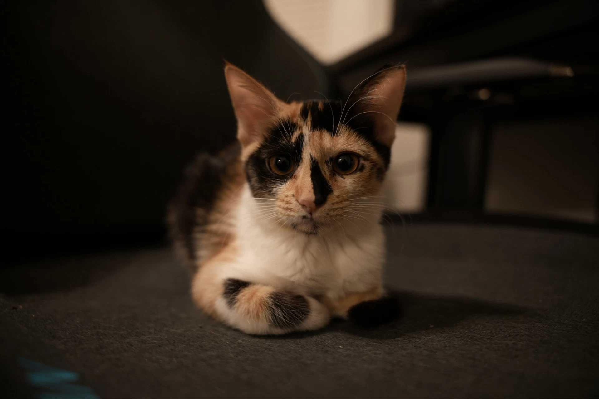 Delphine