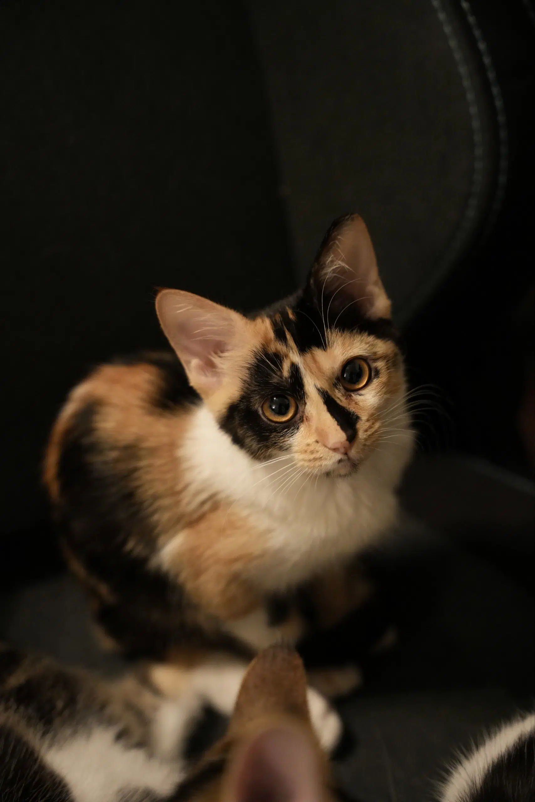 Delphine image 2